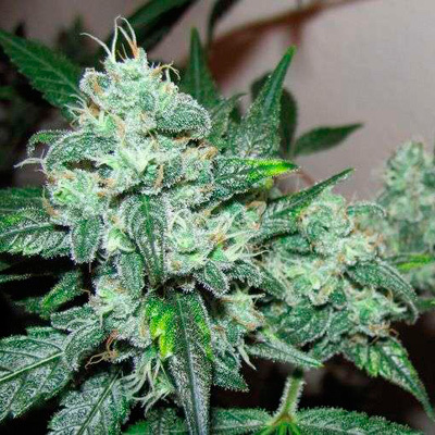 Nirvana Seeds - Ice (fem.) 03279