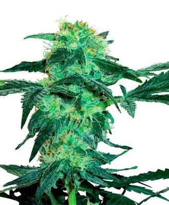 White Label Seeds - White Ice (fem.) 03088