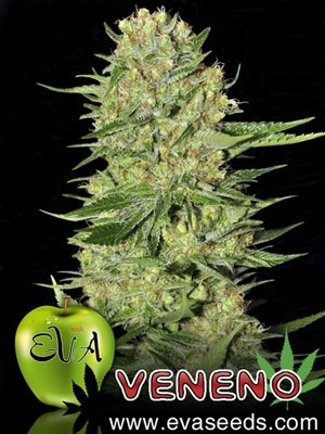 Eva Seeds - Veneno (fem.) 02620