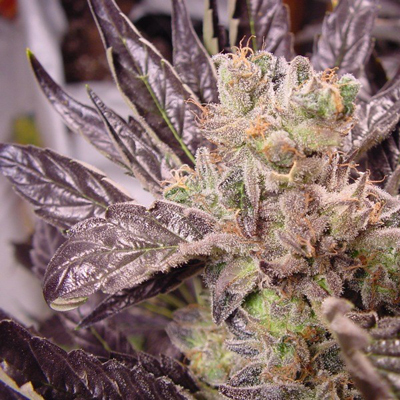 Soma Seeds - Lavender (reg.) 05119