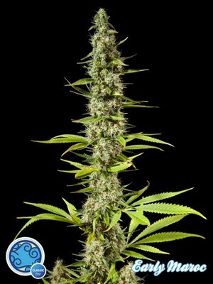 Philosopher Seeds - Early Maroc (fem.) 03189