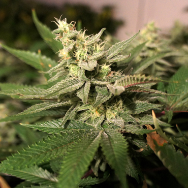 T.H. Seeds - MKage (fem.) 03356