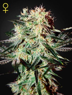 Green House Seeds - Arjan's Strawberry Haze (fem.) 04209