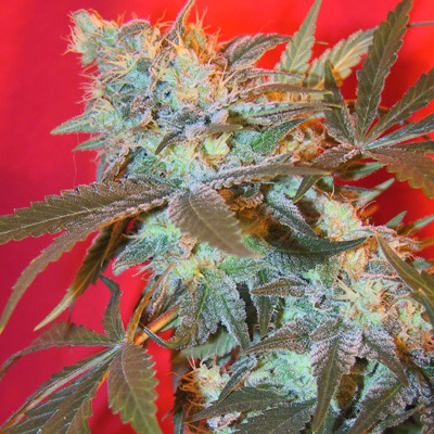 Female Seeds - Iced Widow (fem.) 01530