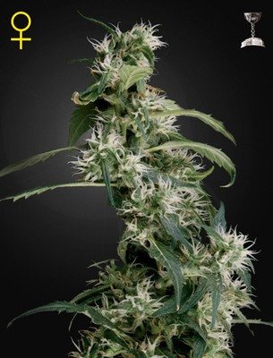 Green House Seeds - Arjan's Ultra Haze #2 (fem.) 02688