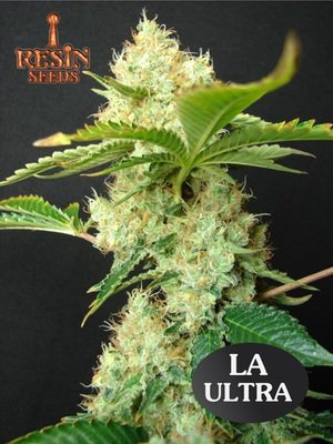 Resin Seeds - LA Ultra (fem.) 01802