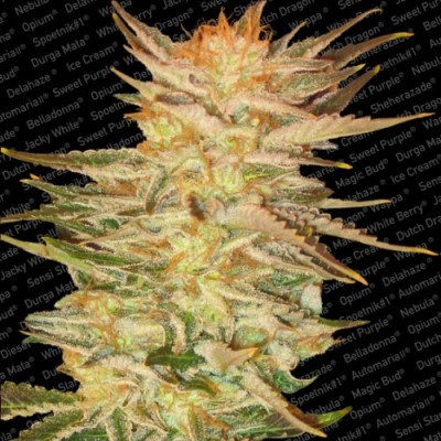 Paradise Seeds - Ice Cream (fem.) 01729