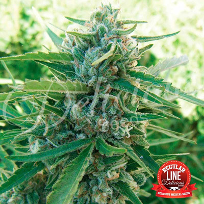 Delicious Seeds - Sugar Black Rose (reg.) 03633