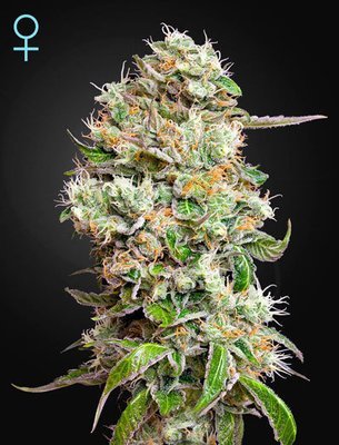 Green House Seeds - King’s Kush Autoflowering CBD (auto/fem.) 05291