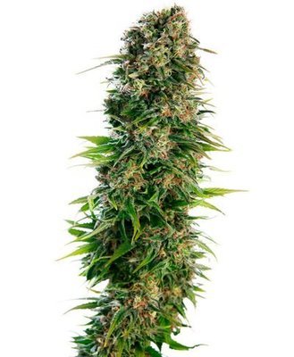 Sensi Seeds - Hindu Kush Automatic (auto/fem.) 04961