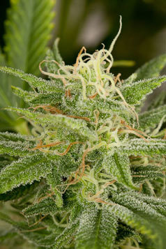 Humboldt Seed Organization - OG Kush (reg.) 04730