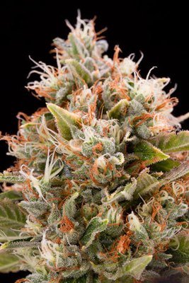 Humboldt Seed Organization - Chemdawg (reg.) 04728