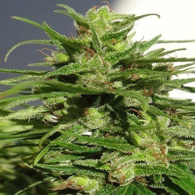 Ace Seeds - Ethiopia (reg.) 04942