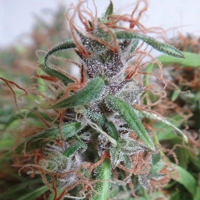 Ace Seeds - Honduras (reg.) 04940