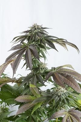 Dinafem - Bubba Kush CBD (fem.) 04614