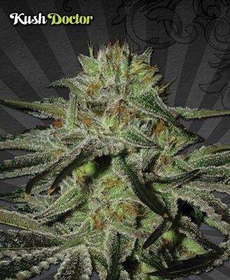 Auto Seeds - Kush Doctor (auto/fem.) 03706