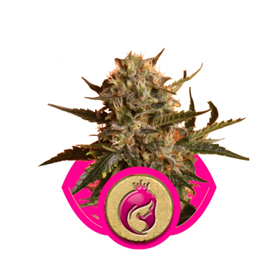 Royal Queen Seeds - Royal Madre (fem.) 03024