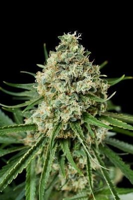 Dinafem - Critical+ 2.0 (fem.) 00279