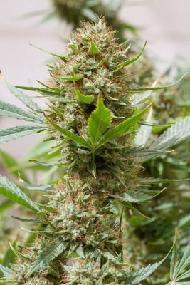 Dinafem - Strawberry Amnesia (fem.) 00287