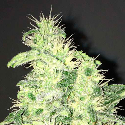 Nirvana Seeds - Supreme CBD Kush (fem.) 03301