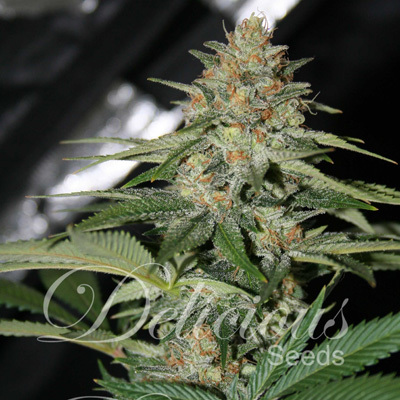 Delicious Seeds - Delicious Candy (fem.) 04507