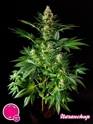 Philosopher Seeds - Naranchup (fem.) 03195