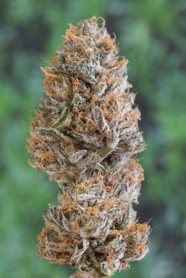 Humboldt Seed Organization - Bubba's Gift (fem.) 02357