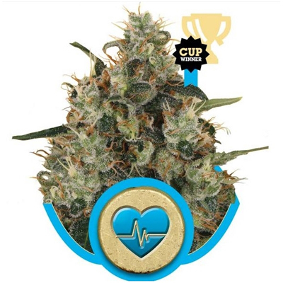 Royal Queen Seeds - Medical Mass (fem.) 02902