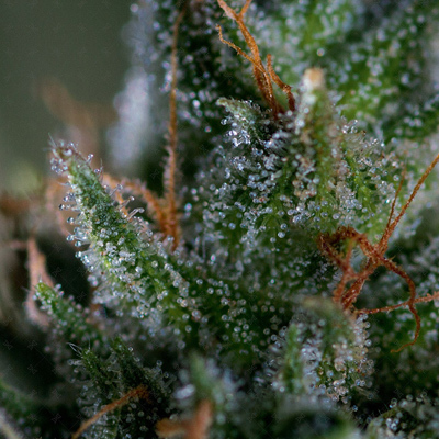 Genofarm - Medicritical (fem.) 02991