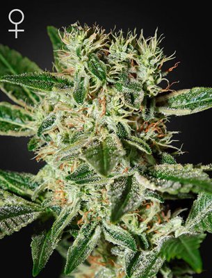 Green House Seeds - Ladyburn 1974 (fem.) 02677