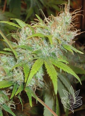 Homegrown Fantaseeds - Orange Delight (fem.) 04464