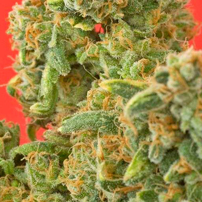 Nirvana Seeds - Kaya Gold (fem.) 03282