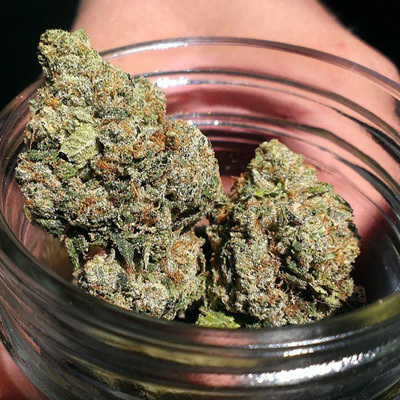 Loud Seeds - Headband (fem.) 00067