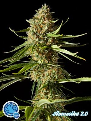 Philosopher Seeds - Amnesika 2.0 (fem.) 03187