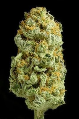 Dinafem - Critical Cheese (fem.) 00283