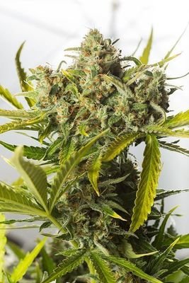 Dinafem - Blue Critical Autoflowering (auto/fem.) 01219