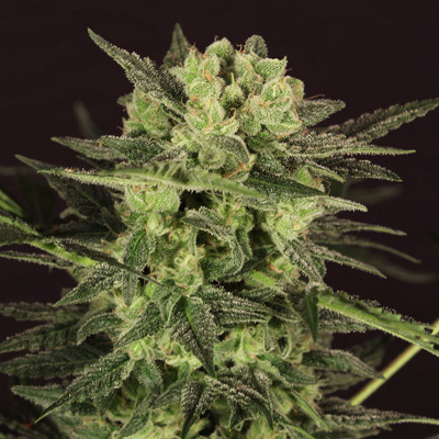 T.H. Seeds - Auto Mk-Ultra Kush (auto/fem.) 03737