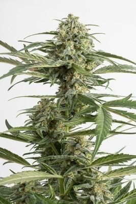 Dinafem - Critical Cheese Autoflowering (auto/fem.) 01110