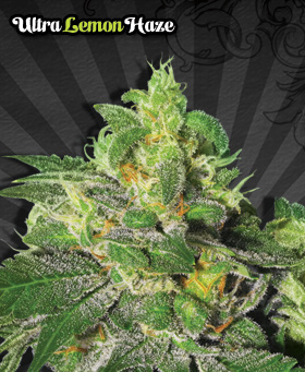 Auto Seeds - Ultra Lemon Haze (auto/fem.) 00230