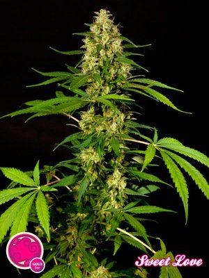 Philosopher Seeds - SweetLove (fem.) 03198