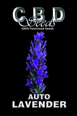 CBD Seeds - Auto Lavender (auto/fem.) 02663