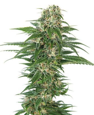 Sensi Seeds - Early Skunk Automatic (auto/fem.) 05361