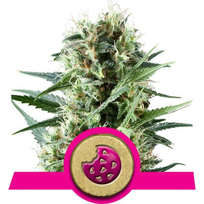 Royal Queen Seeds - Royal Cookies (fem.) 05242
