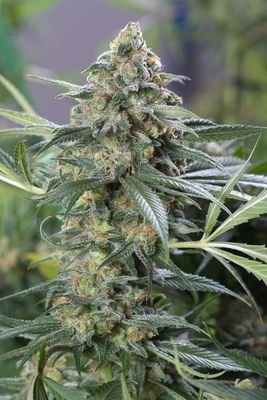 Dinafem - OG Kush CBD (fem.) 04622