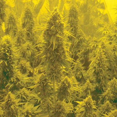 Biohazard Seeds - Auto Somachigun (auto/fem.) 04661
