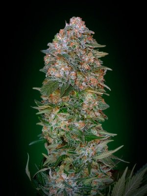 Advanced Seeds - Critical Soma (fem.) 04897