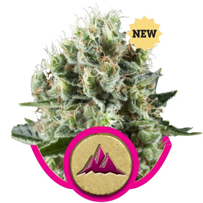 Royal Queen Seeds - Critical Kush (fem.) 02894