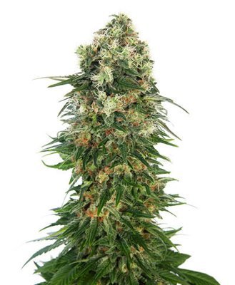 Sensi Seeds - Shiva Skunk Automatic (auto/fem.) 05364