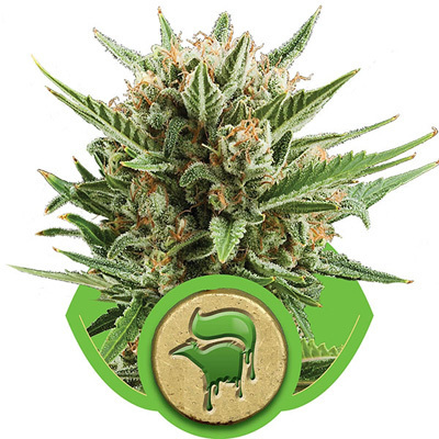 Royal Queen Seeds - Sweet Skunk Automatic (auto/fem.) 04065
