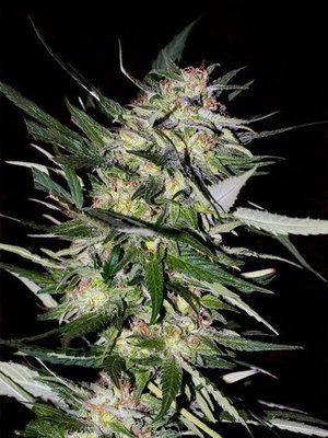 Advanced Seeds - Jack Plant (fem.) 05224